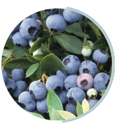 Bilberry Extract